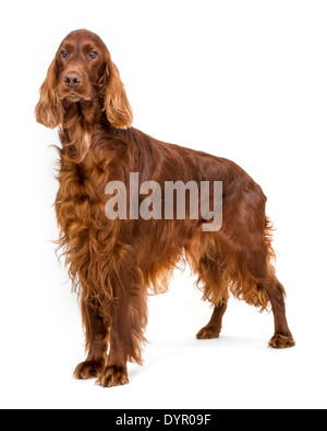 Erwachsenen Irish Red Setter Hund posiert im studio Stockfoto