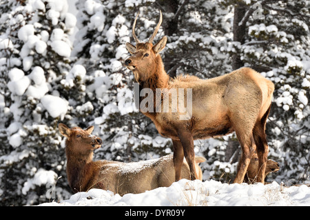 Ein junger Stier Elch stehend wachsam wie seine Herde auf einem schneebedeckten Weg bewegt Stockfoto