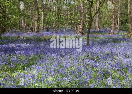 Middleton, Staffordshire, UK. 24. April 2014. Glockenblumen Teppich dem Waldboden. Wirklich ein spektakulärer Anblick. Bildnachweis: Chris Gibson/Alamy Live-Nachrichten Stockfoto