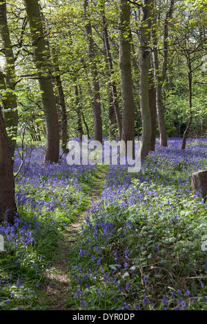 Middleton, Staffordshire, UK. 24. April 2014. Ein Pfad an einem sonnigen Nachmittag unter der prächtigen Glockenblumen herausgesucht. Bildnachweis: Chris Gibson/Alamy Live-Nachrichten Stockfoto