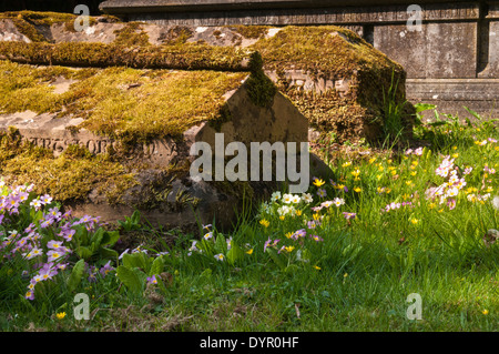 Bunte wilde Primeln (Primula Vulgaris) wächst unter der Gräber und Grabsteine von einem Gottesacker im Frühjahr, Northamptonshire, England Stockfoto