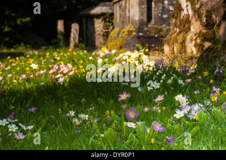 Bunte wilde Primeln (Primula Vulgaris) wächst unter der Gräber und Grabsteine von einem Gottesacker im Frühjahr, Northamptonshire, England Stockfoto