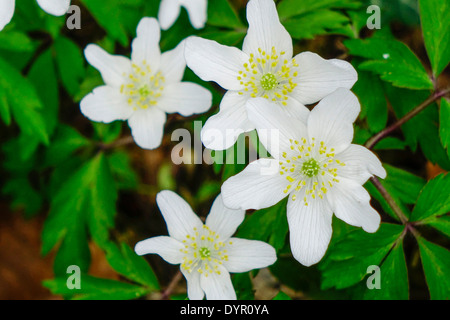 Buschwindröschen (Anemone Nemorosa) Stockfoto