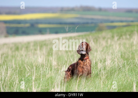Erwachsenen Irish Red Setter Hund im Feld Stockfoto