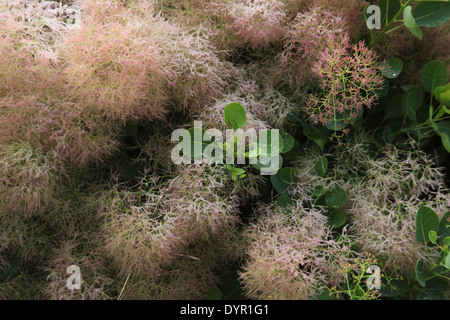 Cotinus Coggygria Nahaufnahme von Blumen Stockfoto