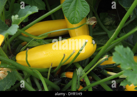 Cucurbita Pepo 'Buckingham' Zucchini Nahaufnahme von reifen Früchten Stockfoto