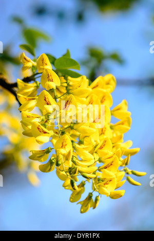 Goldenen regen Baum Laburnum anagyroides Stockfoto