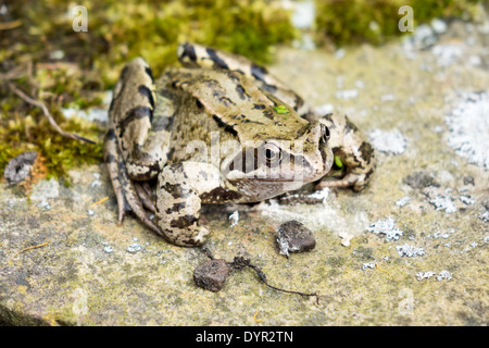 Ein Grasfrosch, Rana Temporaria, auch bekannt als der Europäische braune Grasfrosch auf einem felsigen Beckenrand Stockfoto