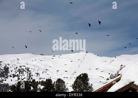 Alpine Dohlen in der Nähe von Col Raiser Selva Val Gardena Dolomiten Italien Stockfoto