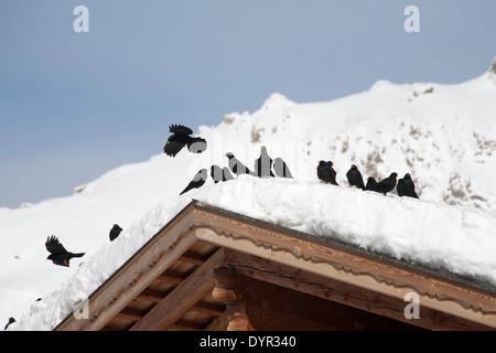 Alpine Dohlen in der Nähe von Col Raiser Selva Val Gardena Dolomiten Italien Stockfoto