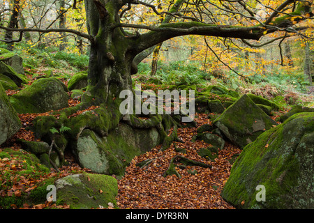 Eine alte Buche mit dicken Wurzeln wächst unter großen Gritstone Felsbrocken in Yarncliff Wood, Peak District, England Stockfoto