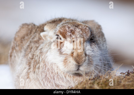 Schneehase (Lepus Timidus), Highlands, Schottland, Vereinigtes Königreich Stockfoto