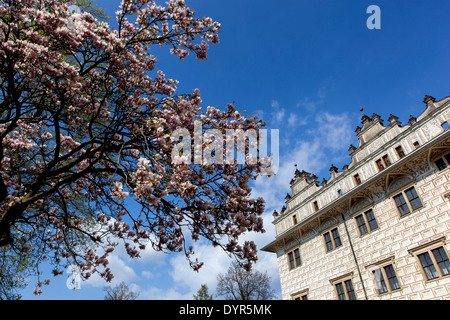 Magnolie blüht, Leitomischl Renaissance Schloss UNESCO World Heritage Site, Litomyšl, Ostböhmen, Tschechien, Stockfoto