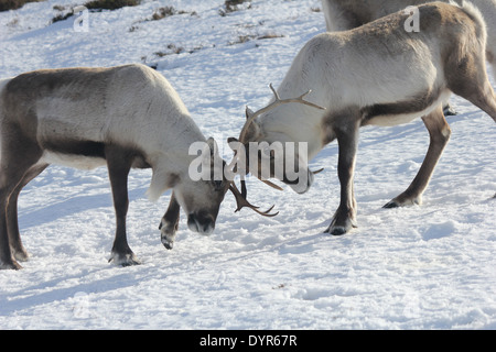 Rentier-Geweih in den Cairngorms widerstreitenden Stockfoto