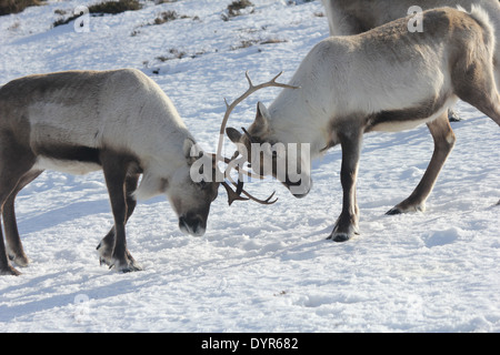 Rentier-Geweih in den Cairngorms widerstreitenden Stockfoto