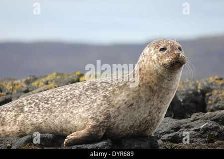 Seehunde auf Felsen in der Nähe von Dunvegan Castle Stockfoto