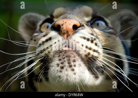 Nebelparder an der Wildlife Heritage Foundation. Stockfoto