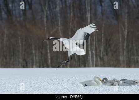 Japanische aka rot gekrönter Kran auf einem schneebedeckten Feld mit Bäumen im Hintergrund in der Nähe von Akan auf Hokkaido, Japan Stockfoto