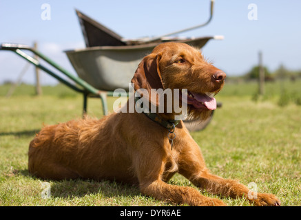 Drahthaar Magyar Vizsla Verlegung aber wachsam in einer Koppel auf dem Rücken Tropfen eine Schubkarre Stockfoto