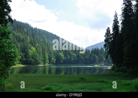 Grünen Pinienwald über glatte Oberfläche des Sees Synevyr im ukrainischen Karpaten Stockfoto