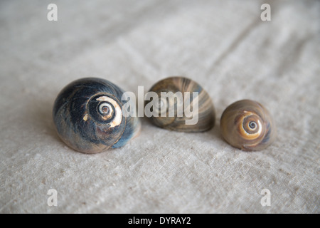 Stillleben mit drei Ozean Schneckenhäuser auf Leinen Stockfoto