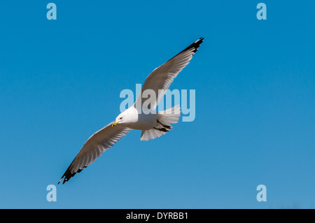 Eine ring-billed Möwe im Flug vor blauem Himmel. Stockfoto