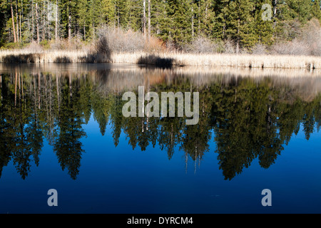 Ein Wald aus Pinien spiegelt sich in einem Teich an einem hellen, sonnigen Tag Stockfoto