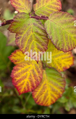 Brombeerblätter (Rubus Fruticosus) in einem Regenbogen von Farben des Herbstes Stockfoto