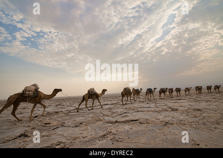 Kamelkarawanen mit Salz durch die Wüste in der Danakil-Senke, Äthiopien Stockfoto