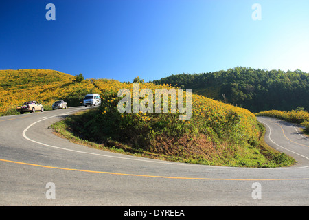 Thung Bau Thong Waldpark, Doi Mae U-Kor, Khum Yuam, Mae Hong Son, Thailand Stockfoto