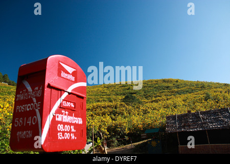 Thung Bau Thong Waldpark, Doi Mae U-Kor, Khum Yuam, Mae Hong Son, Thailand Stockfoto