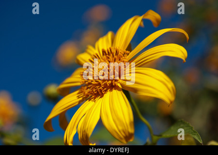 Thung Bau Thong Waldpark, Doi Mae U-Kor, Khum Yuam, Mae Hong Son, Thailand Stockfoto