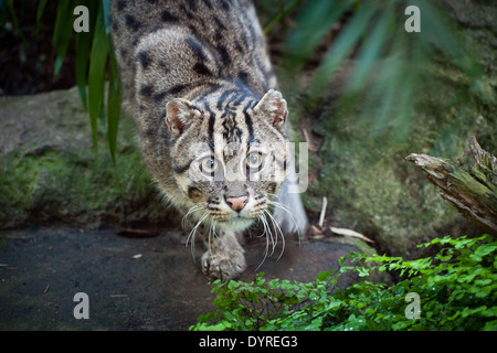 Ein Blick auf eine gefangenen Fischen-Katze (Prionailurus Viverrinus), eine mittelgroße wilde Katze aus Süd- und Südostasien. Stockfoto