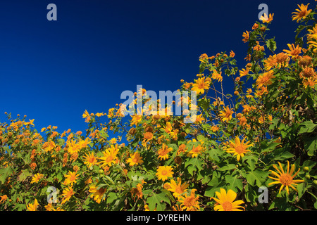 Thung Bau Thong Waldpark, Doi Mae U-Kor, Khum Yuam, Mae Hong Son, Thailand Stockfoto