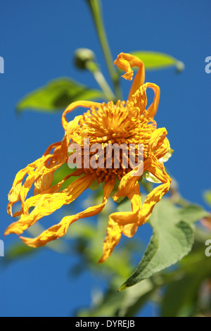 Thung Bau Thong Waldpark, Doi Mae U-Kor, Khum Yuam, Mae Hong Son, Thailand Stockfoto