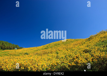 Thung Bau Thong Waldpark, Doi Mae U-Kor, Khum Yuam, Mae Hong Son, Thailand Stockfoto