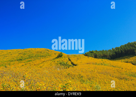 Thung Bau Thong Waldpark, Doi Mae U-Kor, Khum Yuam, Mae Hong Son, Thailand Stockfoto