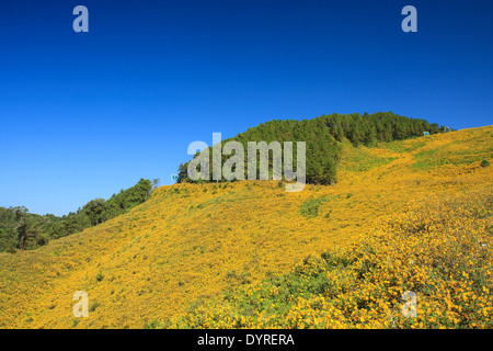 Thung Bau Thong Waldpark, Doi Mae U-Kor, Khum Yuam, Mae Hong Son, Thailand Stockfoto