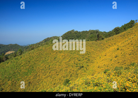 THUNG BAU THONG Waldpark, Doi Mae U-Kor, Khum Yuam, Mae Hong Son, Thailand Stockfoto