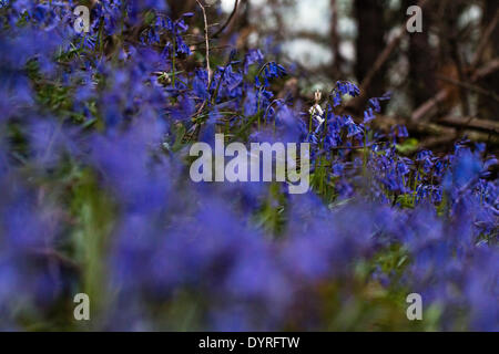 Aberystwyth, Wales, UK. 25. April 2014. Eine seltene britische weiße Glockenblume wächst unter Tausenden von gemeinsamen blaue Varietät auf einer Lichtung beim Holzfällen während der Winterstürme in Aberystwyth erstellt. Die spanische weiße Glockenblume ist durchaus üblich und bedrohen die Zukunft der britischen Bluebell, wie sie im ganzen Land zu verbreiten. Sie unterscheiden sich durch ihr breites Blatt im Vergleich zu der schmalen Blatt des britischen Bluebell und einheimischen weißen Glockenblumen sind besonders selten. Bildnachweis: Jon Freeman/Alamy Live-Nachrichten Stockfoto