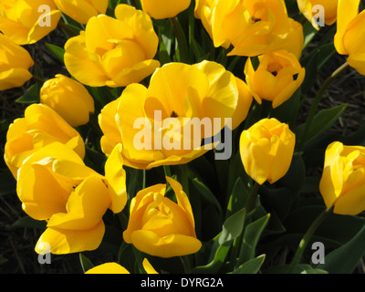 Dieses Bild zeigt die lebhaften Tulpenfelder in Holland, ein Symbol des niederländischen Frühlings. Die Felder erstrecken sich über die Landschaft und zeigen Reihen farbenfroher Tulpen. Stockfoto