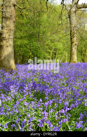 Ein Bluebell Holz in Südengland im Frühjahr. Stockfoto