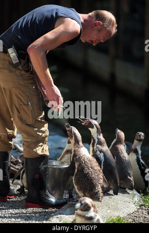 Fütterung Humboldt Pinguine im Hellabrunn Zoo in München, 2011 Stockfoto