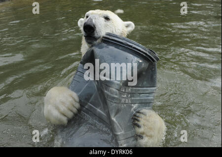 Eisbär im Hellabrunn Zoo in München 2012 Stockfoto