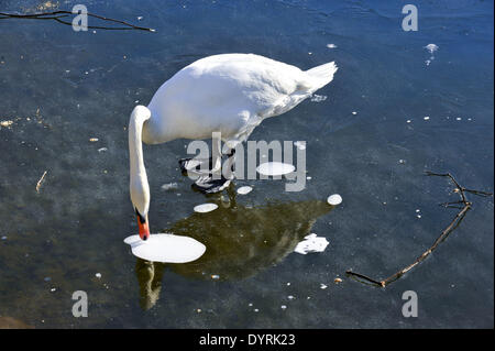 Schwan auf dem Eis am Nymphenburger Kanal in München 2012 Stockfoto