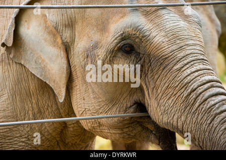 Asiatischer Elefant in einem Gehäuse im Twycross Zoo, Atherstone Warwickshire England UK Stockfoto