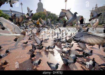 Schwarm Tauben am Placa de Catalunya, Barcelona, Spanien Stockfoto