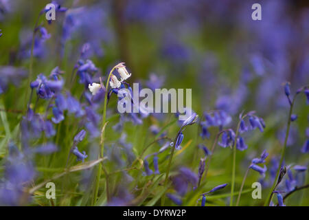 Aberystwyth, Wales, UK. 25. April 2014. Eine seltene britische weiße Glockenblume wächst unter Tausenden von gemeinsamen blaue Varietät auf einer Lichtung beim Holzfällen während der Winterstürme in Aberystwyth erstellt. Die spanische weiße Glockenblume ist durchaus üblich und bedrohen die Zukunft der britischen Bluebell, wie sie im ganzen Land zu verbreiten. Sie unterscheiden sich durch ihr breites Blatt im Vergleich zu der schmalen Blatt des britischen Bluebell und einheimischen weißen Glockenblumen sind besonders selten. Bildnachweis: Jon Freeman/Alamy Live-Nachrichten Stockfoto