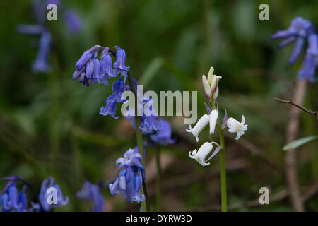 Aberystwyth, Wales, UK. 25. April 2014. Eine seltene britische weiße Glockenblume wächst unter Tausenden von gemeinsamen blaue Varietät auf einer Lichtung beim Holzfällen während der Winterstürme in Aberystwyth erstellt. Die spanische weiße Glockenblume ist durchaus üblich und bedrohen die Zukunft der britischen Bluebell, wie sie im ganzen Land zu verbreiten. Sie unterscheiden sich durch ihr breites Blatt im Vergleich zu der schmalen Blatt des britischen Bluebell und einheimischen weißen Glockenblumen sind besonders selten. Bildnachweis: Jon Freeman/Alamy Live-Nachrichten Stockfoto