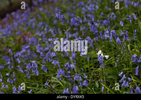 Aberystwyth, Wales, UK. 25. April 2014. Eine seltene britische weiße Glockenblume wächst unter Tausenden von gemeinsamen blaue Varietät auf einer Lichtung beim Holzfällen während der Winterstürme in Aberystwyth erstellt. Die spanische weiße Glockenblume ist durchaus üblich und bedrohen die Zukunft der britischen Bluebell, wie sie im ganzen Land zu verbreiten. Sie unterscheiden sich durch ihr breites Blatt im Vergleich zu der schmalen Blatt des britischen Bluebell und einheimischen weißen Glockenblumen sind besonders selten. Bildnachweis: Jon Freeman/Alamy Live-Nachrichten Stockfoto